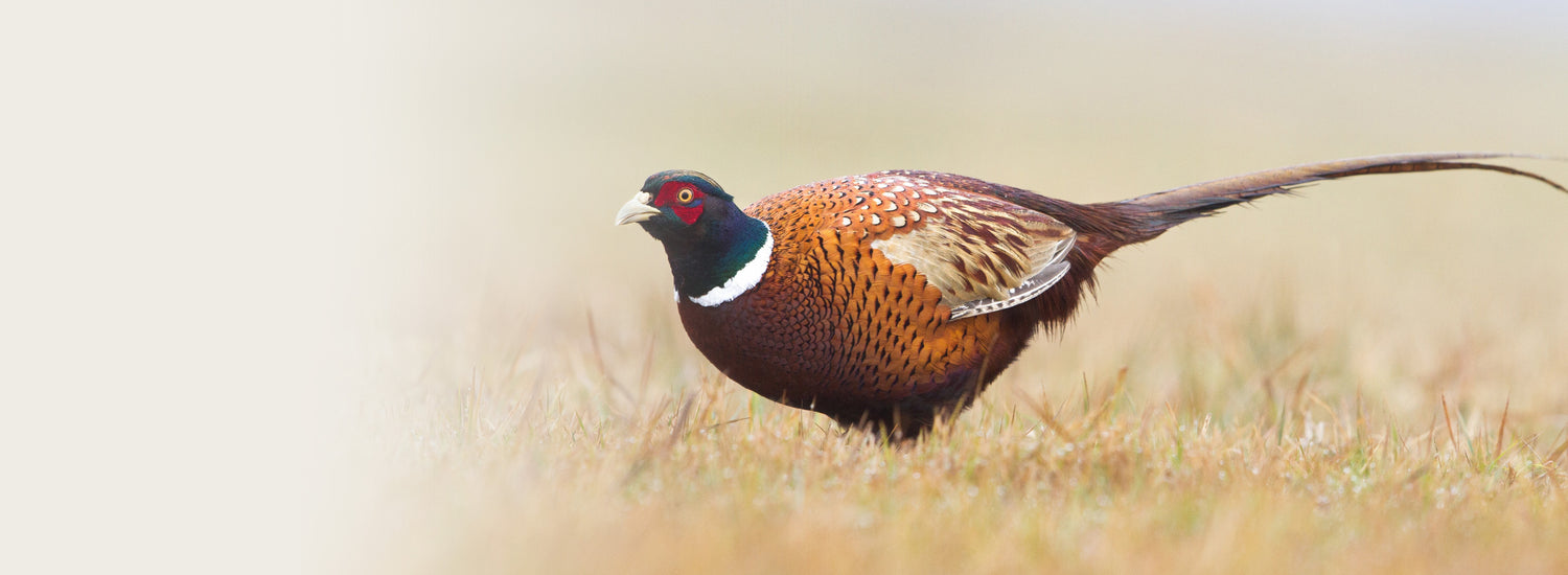 Pheasant